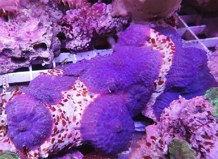 How Can You Benefit From Meat Corals