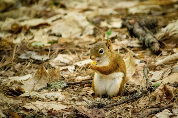 Squirrel Removal: Protect Your Home from Unwanted Pests