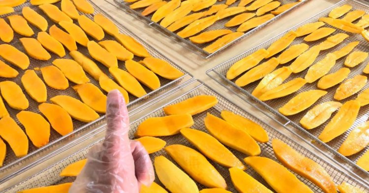 Fresh Fruit to Wholesale Dry Mango in Pakistan:Drying Process